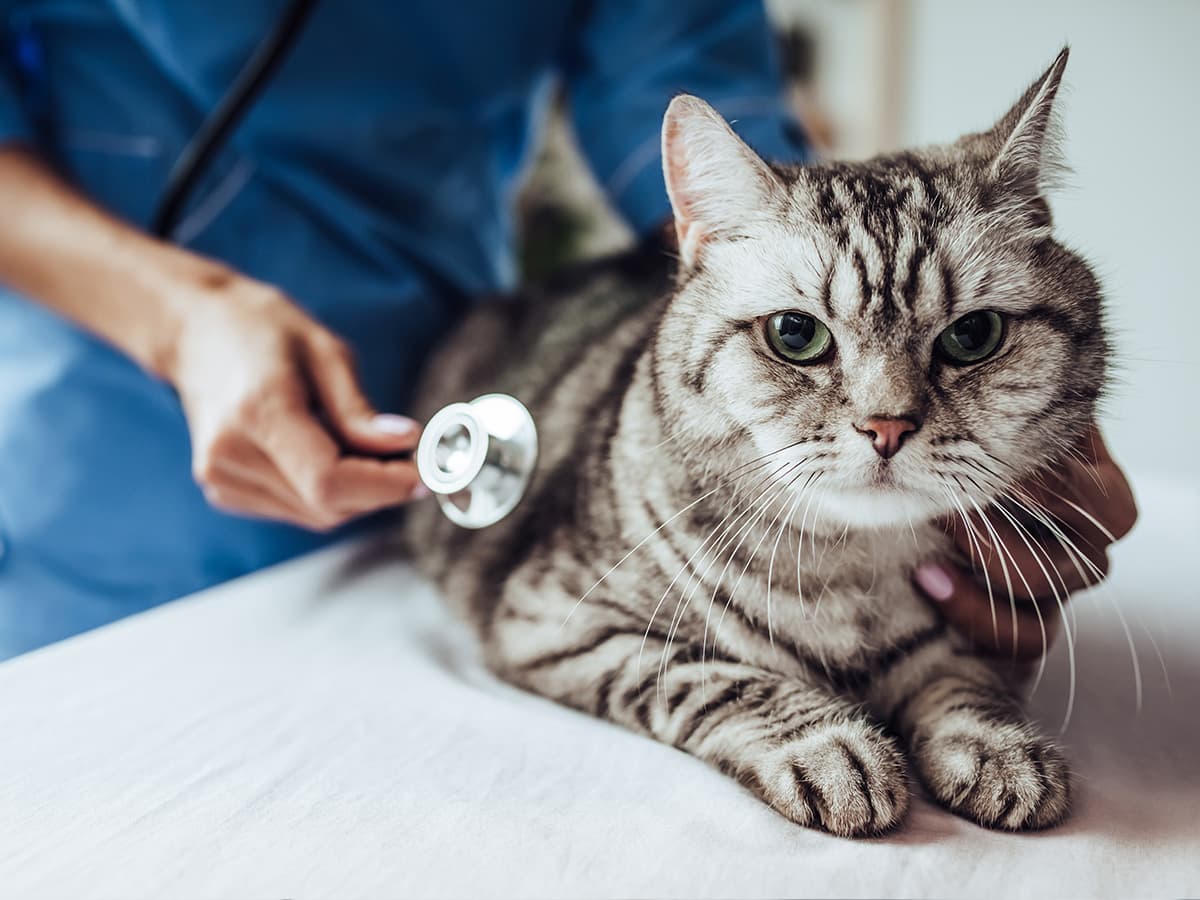 Animalcare, 2025’te Çift Haneli Gelir Büyümesi ve Randlab Başarısı ile Öne Çıktı