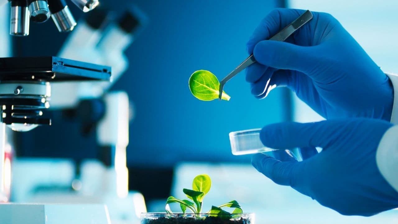 Immunic Hisseleri 400 Milyon Dolarlık Finansman Anlaşmasıyla Yükseldi