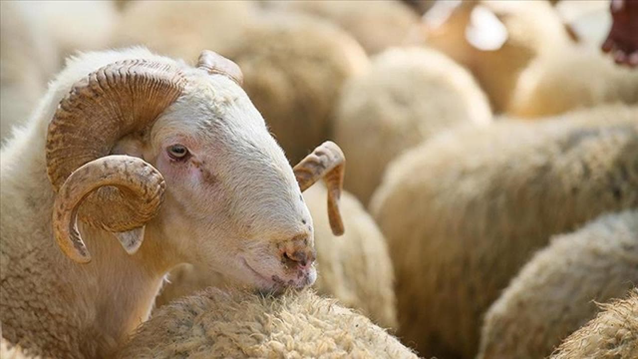 Kurban Bayramı Deri Sektörüne 700-800 Milyon Dolarlık Ekonomik Katkı Sağlıyor